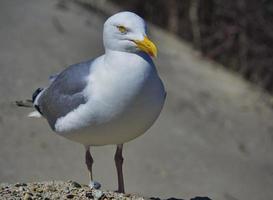 european herring gull on heligoland photo