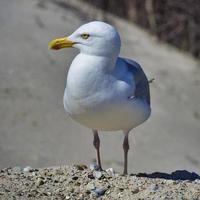 gaviota argéntea europea en heligoland foto