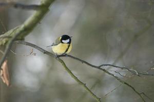 great tit on winter tree photo