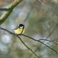 Carbonero común en el árbol de invierno foto