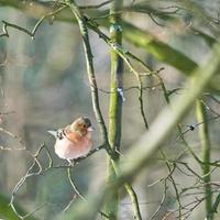 single chaffinch on a tree in the winter photo