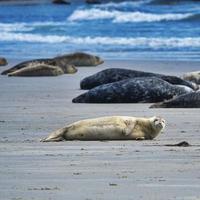 foca gris en heligolandia foto