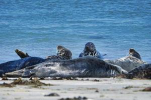 foca gris en la playa de heligoland - duna de la isla foto