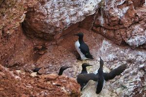 arao común en heligoland foto