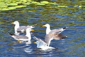 european herring gull on heligoland photo