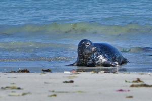 Grey seal on the beach of Heligoland - island Dune photo