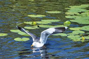 european herring gull on heligoland photo