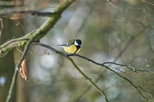 Carbonero común en el árbol de invierno foto