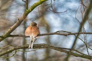 single chaffinch on a tree in the winter photo