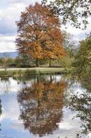 árbol de otoño imitando en un estanque foto