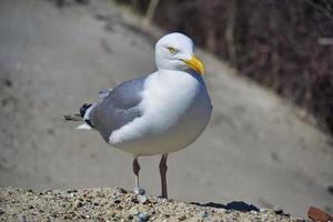 gaviota argéntea europea en heligoland foto