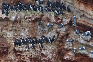 common murre on Heligoland photo