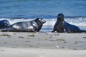 Grey seal on the beach of Heligoland - island Dune photo