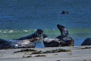 Grey seal on the beach of Heligoland - island Dune photo