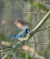 blue tit in  the winter on a tree photo