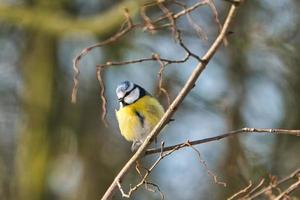 tit azul en el invierno en un árbol foto