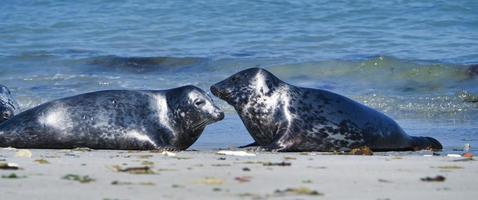 foca gris en la playa de heligoland - duna de la isla foto