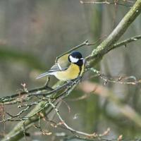 great tit on winter tree photo