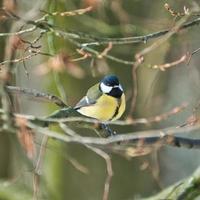 great tit on winter tree photo