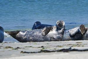 foca gris en la playa de heligoland - duna de la isla foto