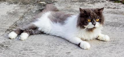 gato persa sentado en el piso de concreto y mira directamente. foto