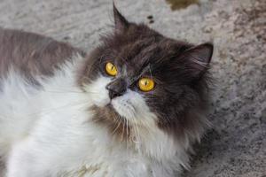 Persian cat sitting on concrete floor and look straight. photo