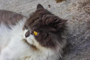 gato persa sentado en el piso de concreto y mira directamente. foto