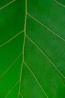 Teak leaf - Green teak leaf texture. Green teak leaf background photo