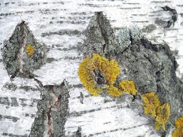 corteza de abedul. estructura de árbol. fondo de la corteza. liquen en un árbol foto