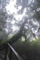 Beautiful rain forest at ang ka nature trail in doi inthanon national park, Thailand photo