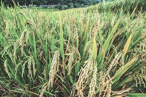 oreja de arroz. primer plano de las semillas de arroz en la espiga de arroz foto