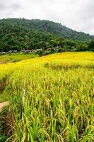 paisaje de terraza de arroz en ban pa bong piang en chiang mai tailandia foto