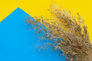 Creative layout of golden pampas grass on a blue-yellow background. Flat lay. The Concept of Nature. The natural area of writing. An empty form with space for text. Top view. photo