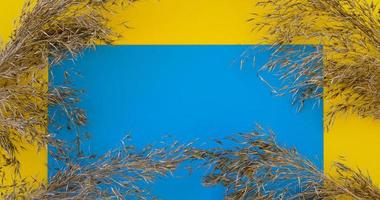 Creative layout of golden pampas grass on a blue-yellow background. Flat lay. The Concept of Nature. The natural area of writing. An empty form with space for text. Top view. photo
