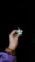 Left hand holding white flower on dark black background 03 photo