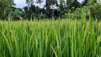 Rice that is still green is growing well photo