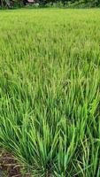 Close up, young and green rice plants in the rice fields 07 photo