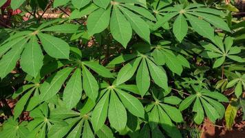 Green and beautiful cassava leaf background 02 photo