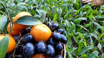 primer plano, cítricos y uvas sobre fondo de hierba verde. fruta saludable 01 foto