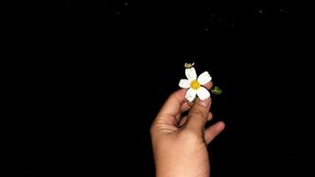 Left hand holding white flower on dark black background 02 photo