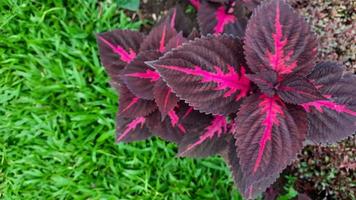 Top angle, miana plant with pink and maroon patterned leaves on green grass 01 photo