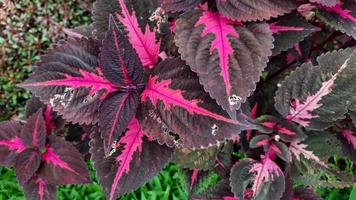 Close up, miana plant with pink and maroon patterned leaves 02 photo