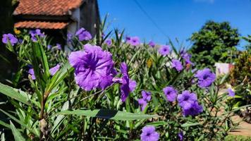 hermosas flores de color púrpura sobre un fondo de cielo azul 01 foto