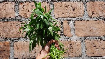 Left hand holding kale, against a brick wall photo