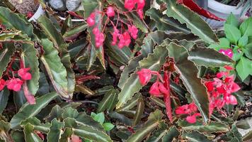 Shrub begonias with cute love-shaped flowers 01 photo