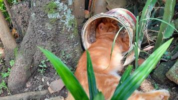 gato naranja durmiendo bajo el árbol con la cabeza en la lata de pintura 04 foto