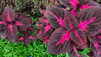 Close up, miana plant with pink and maroon patterned leaves 01 photo