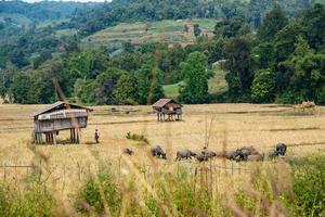 Dried rice field,  farmer with Thai buffalos photo