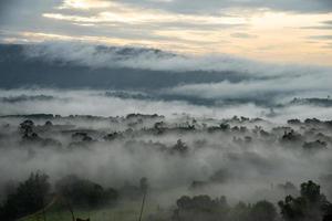 Green field, tree with the blue sky, fog and cloud in the morning photo