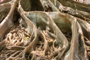 Big root tree on the ground photo